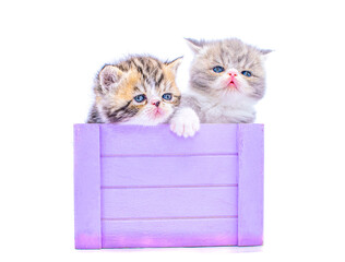 two cute persian kittens inside a box on isolated white background