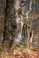 Obraz premium Alter Baum im Wald