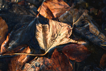 Altes Herbstlaub