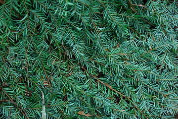 Naklejka na ściany i meble Texture of green lush pine needles