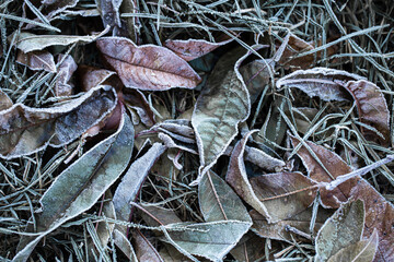 The grass is covered with frost on an early frosty morning.