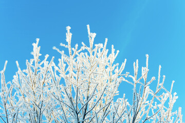 Tree branches covered with white frost against clean blue sky on sunny winter day