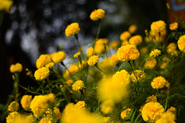 Marigold flower, it is herbaceous plants in the sunflower family