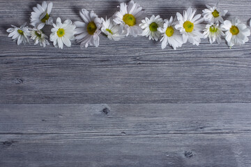 chamomile in the grey background