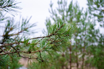 Close up pine tree branches