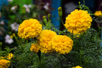 Marigold flower, it is herbaceous plants in the sunflower family