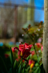 red Tulip in the garden