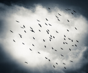 migratory pelicans in dramatic sky