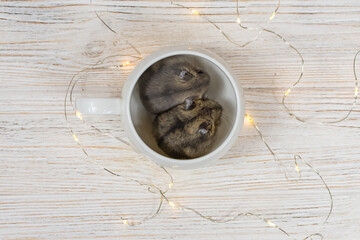 Two Dzungarian hamsters in a white mug on a white background and garlands. View from above.