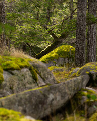 Fototapeta na wymiar Moss rocks in a forest