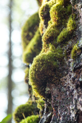 Moss covered tree trunk close up