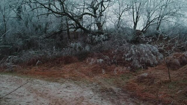 Winter tree forest landscape with rime, frozen branches. Camera tilt up. ProrRes Mov 422HQ 10Bit.