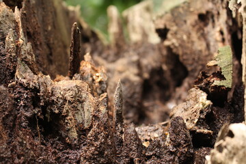 the former pieces of wood that are already fragile