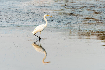 Obraz premium White Heron (Egret) on a pond in an early autumn morning near Zikhron Ya'akov, Israel. 