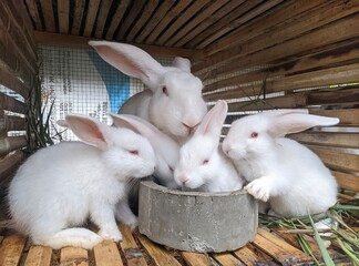 Obraz premium a group of white rabbits gathered in a cage