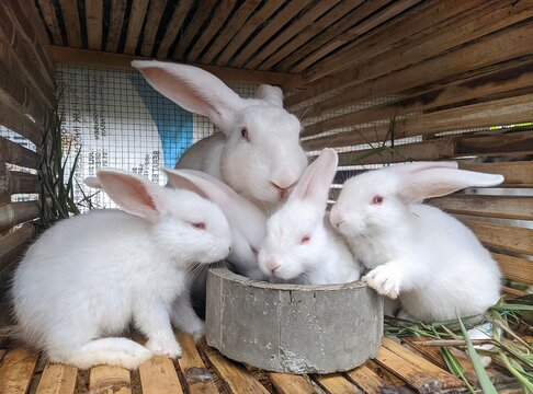 a group of white rabbits gathered in a cage