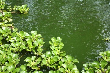 Eceng gondok plants floating in green water