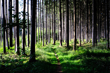 Fototapeta premium Waldspaziergang 