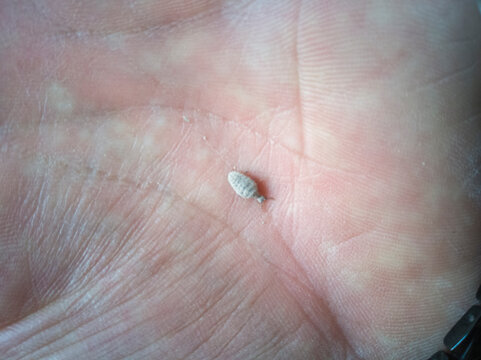 insecto de tierra, torito