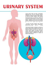 human urinary system schematic illustration