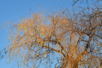 In winter, the setting sun illuminated the tree branches with orange rays