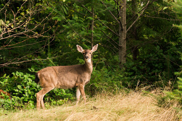 Small Blacktail deer looking at camera