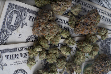 close up background shot of marijuana spread across amercian dollar bills