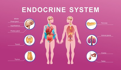 human endocrine system vector illustration