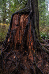 Trunk of a Dead Redwood Tree Overgrown by another Tree's Roots 