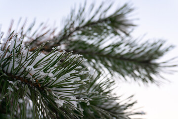 Snow-covered pine branch against the blue sky. Winter background.