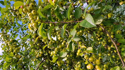 apples on tree