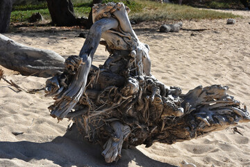 tree stump on the beach