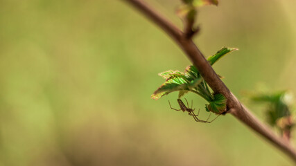 Spider on the plant
