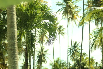 Obraz na płótnie Canvas palm tree in the wind sun vacation