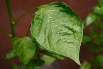 Pepper leaves