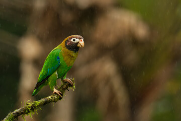 Brown-hooded Parrot - Pyrilia haematotis small bird in the heavy tropical rain which is a resident breeding species from southeastern Mexico to north-western Colombia. Green background