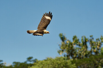 Yellow-headed Caracara - Milvago chimachima is a bird of prey in the family Falconidae. It is found in tropical and subtropical South America and the southern portion of Central America, flying bird