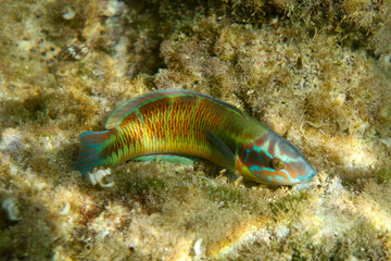 Ornate wrasse - Thalassoma pavo