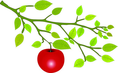 vector red apple with green leaves isolated on white background