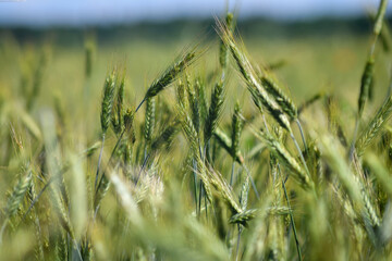 Fototapeta premium Green wheat (cereal) field for abstract nature background. Low DOF. Selective focus. 