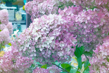 Obraz premium blurred flowers in the garden