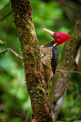 Pale-billed woodpecker - Campephilus guatemalensis  is a very large woodpecker that is a resident breeding bird from northern Mexico to western Panama