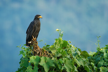 Common Black Hawk - Buteogallus anthracinus  a big dark bird of prey in the family Accipitridae, formerly Cuban black-hawk (Buteogallus gundlachii) as a subspecies, sitting on the tree, flying