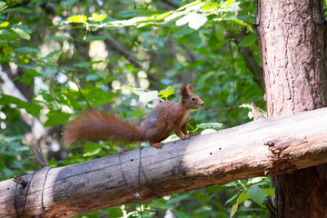 Squirrel eating walnut, wild squirrel in forest found food, selective focus