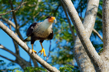 Northern Crested Caracara - Caracara cheriway  bird of prey in the family Falconidae, formerly considered conspecific with the southern caracara (plancus) and the extinct Guadalupe caracara (lutosa)
