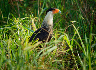 Northern Crested Caracara - Caracara cheriway  bird of prey in the family Falconidae, formerly considered conspecific with the southern caracara (plancus) and the extinct Guadalupe caracara (lutosa)