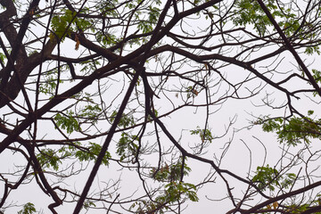 Treetop view from below  that makes an amazing pattern
