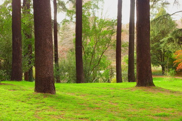trees in the forest witth sunset background, woodss, trees, 