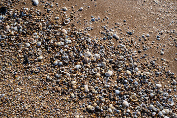 Background of seashells on the black sea coast of the Republic of Crimea, Russia.