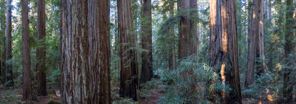 Massive Redwood trees, Sequoia sempervirens, grow in a shadowed forest in Northern California. Redwood trees are the largest trees on Earth and are considered an endangered species.